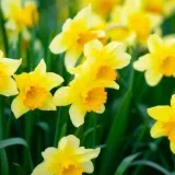 Narcis ili sunovrat: Grčki mit, opojna ljepota i savjeti za uzgoj vjesnika proljeća