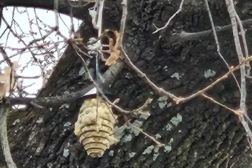 Kostrena pomaže malim stanarima: Ptice dobile vunu za topla gnijezda