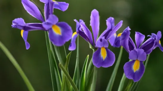 Zna&scaron; li koji je hrvatski nacionalni cvijet? Ujedno i ljepotica koja se sadi u proljeće