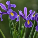 Zna&scaron; li koji je hrvatski nacionalni cvijet? Ujedno i ljepotica koja se sadi u proljeće