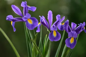 Zna&scaron; li koji je hrvatski nacionalni cvijet? Ujedno i ljepotica koja se sadi u proljeće