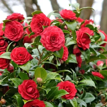 Vodič za rasko&scaron;ne kamelije: Sve &scaron;to trebate znati o sadnji i njezi divne ruže