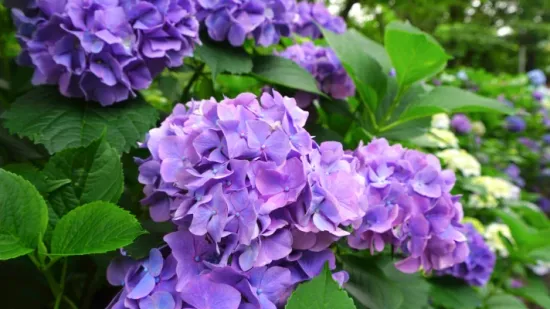 Veličanstvene hortenzije: Potpuni vodič za sadnju i njegu rasko&scaron;nih cvjetova