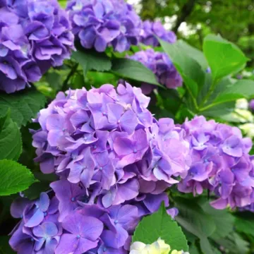 Veličanstvene hortenzije: Potpuni vodič za sadnju i njegu rasko&scaron;nih cvjetova