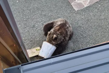 Medo se udomaćio u dvori&scaron;tu kod Mrkoplja! Dolazi svaki dan: 'Ponekad samo gleda onako kulerski'