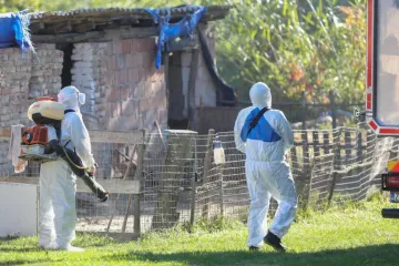 Afrička svinjska kuga u Slavoniji: Uvedene nove zone za&scaron;tite i nadziranja