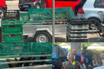 Na presici SDP-a i Možemo u Gružu pojavile se koko&scaron;i u prikolici