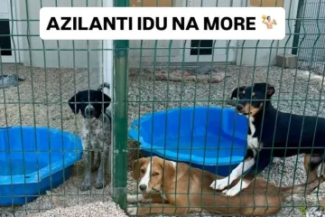 Azil Dubrovnik organizira posebno druženje: Psi koji traže dom čekaju vas na plaži