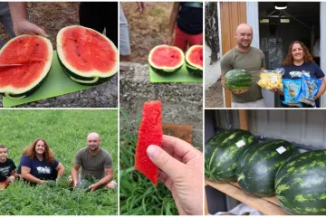 Obitelj Krznar krenula u uzgoj međimurske lubenice &ndash; ukusni plodovi već na &scaron;tandovima