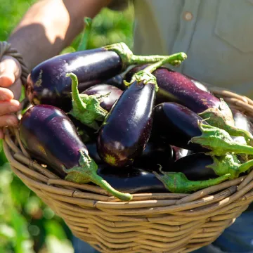 Iskoristite sezonu patlidžana uz ove jednostavne i ukusne recepte