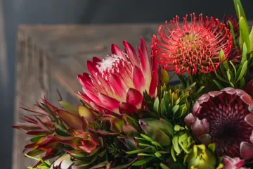 Protea - veličanstveni cvijet koji očarava svojom ljepotom i simbolikom