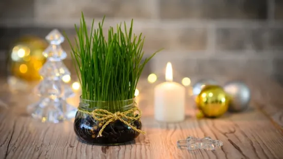 Zeleni simbol Božića: Vodič za uzgoj najljepše i najgušće pšenice