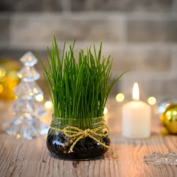 Zeleni simbol Božića: Vodič za uzgoj najljep&scaron;e i najgu&scaron;će p&scaron;enice