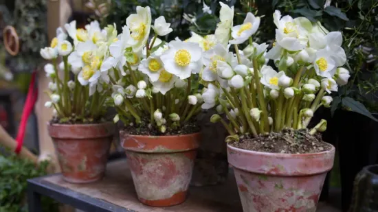 Božićna ruža uspijeva zimi, ali i krije ljekovite moći