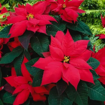 Simbol blagdana: Trikovi uz koje će božićna zvijezda preživjeti zimu