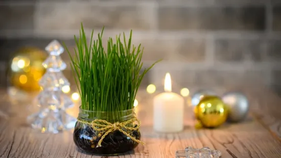 Zeleni simbol Božića: Vodič za uzgoj najljep&scaron;e i najgu&scaron;će p&scaron;enice