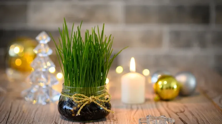Zeleni simbol Božića: Vodič za uzgoj najljep&scaron;e i najgu&scaron;će p&scaron;enice