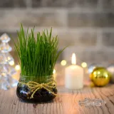 Zeleni simbol Božića: Vodič za uzgoj najljep&scaron;e i najgu&scaron;će p&scaron;enice