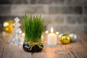 Zeleni simbol Božića: Vodič za uzgoj najljep&scaron;e i najgu&scaron;će p&scaron;enice