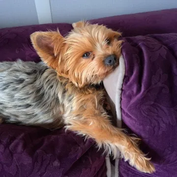 I psi su spremni za vikend: Pogledajte 30 preslatkih nju&scaron;kica na&scaron;ih čitatelja