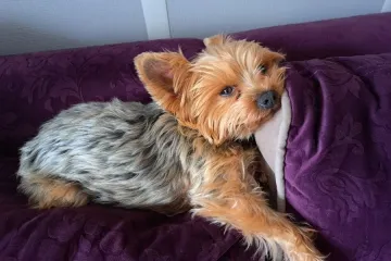 I psi su spremni za vikend: Pogledajte 30 preslatkih nju&scaron;kica na&scaron;ih čitatelja