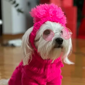 Zimska moda na četiri &scaron;ape: 40 najslađih outfita psića na&scaron;ih čitateljica