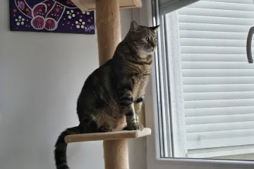 Čitateljice Žena.hr poslale su nam genijalne fotke svojih mačaka koje vole gledati kroz prozor