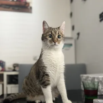 Morate vidjeti kako se zovu! 30 preslatkih mačaka na&scaron;ih čitatelja