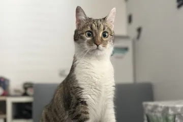 Morate vidjeti kako se zovu! 30 preslatkih mačaka na&scaron;ih čitatelja