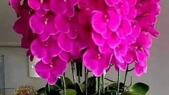 Kakve ljepotice! Orhideje na&scaron;ih čitateljica su nas očarale, a jedna nas je nasmijala