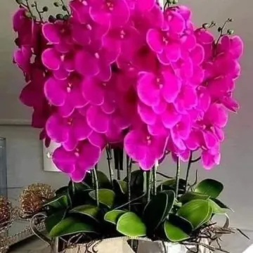 Kakve ljepotice! Orhideje na&scaron;ih čitateljica su nas očarale, a jedna nas je nasmijala