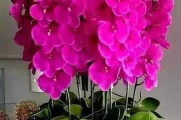 Kakve ljepotice! Orhideje na&scaron;ih čitateljica su nas očarale, a jedna nas je nasmijala