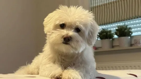 Pogledajte medene nju&scaron;kice: Max, Mocca, Sila i mnogi drugi odmah će vam uljep&scaron;ati dan