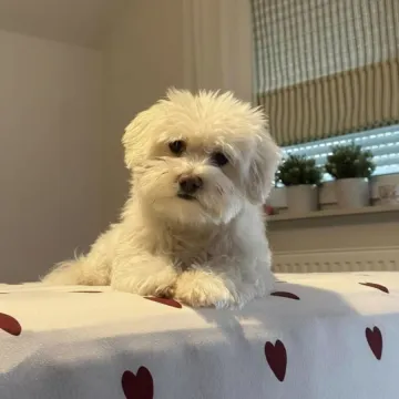 Pogledajte medene nju&scaron;kice: Max, Mocca, Sila i mnogi drugi odmah će vam uljep&scaron;ati dan