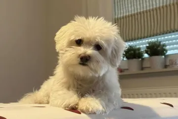 Pogledajte medene nju&scaron;kice: Max, Mocca, Sila i mnogi drugi odmah će vam uljep&scaron;ati dan