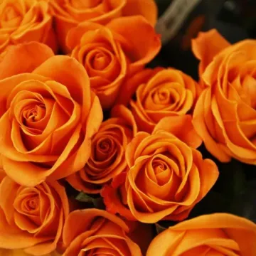 Crvena, bijela ili ružičasta? Evo &scaron;to poručuje svaka boja ruže za Valentinovo