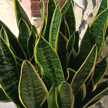 Svekrvin jezik koji ne prigovara: Čitateljice pokazale svoje zelene kraljice doma