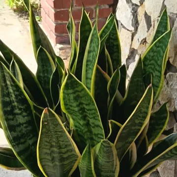 Svekrvin jezik koji ne prigovara: Čitateljice pokazale svoje zelene kraljice doma