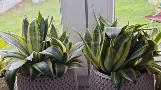 Svekrvin jezik koji ne prigovara: Čitateljice pokazale svoje zelene kraljice doma