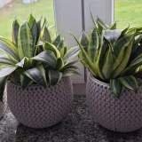 Svekrvin jezik koji ne prigovara: Čitateljice pokazale svoje zelene kraljice doma