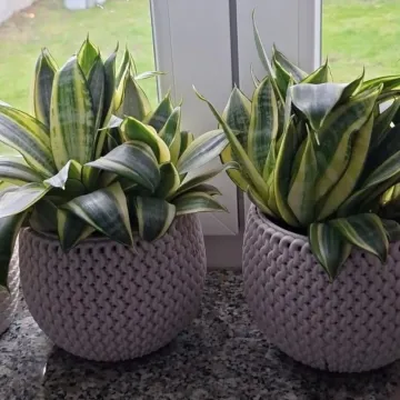 Svekrvin jezik koji ne prigovara: Čitateljice pokazale svoje zelene kraljice doma