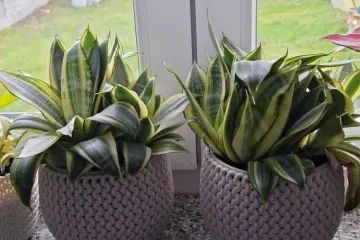 Svekrvin jezik koji ne prigovara: Čitateljice pokazale svoje zelene kraljice doma