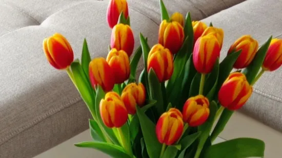 Va&scaron;i čarobni tulipani u vazama uljep&scaron;ali su nam dan