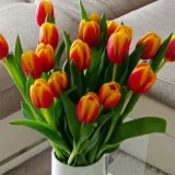 Va&scaron;i čarobni tulipani u vazama uljep&scaron;ali su nam dan