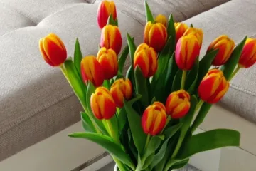 Tulipani na&scaron;ih čitateljica u vazama donose svježinu i boje