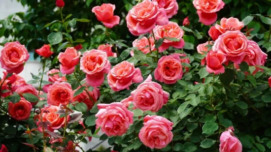 Vrijeme je za ruže: Vodič za ključne radove u ožujku