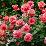 Vrijeme je za ruže: Vodič za ključne radove u ožujku