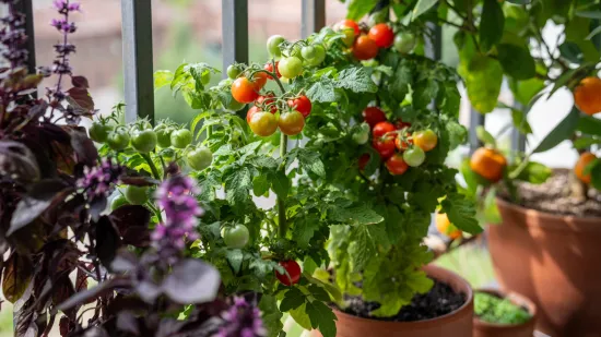 Vodič za početnike: Kako stvoriti rasko&scaron;an povrtnjak na balkonu