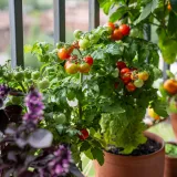 Vodič za početnike: Kako stvoriti rasko&scaron;an povrtnjak na balkonu