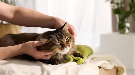 Veterinar otkrio glavni razlog zbog kojeg uspavljuje mačke: Vlasnici često ne vide znakove